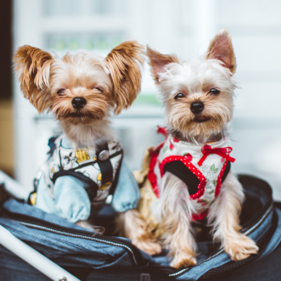 two yorkshire terriers in a carry on